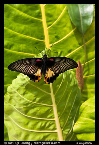 Butterfly and leaf, Sentosa Island. Singapore (color)