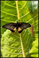 Butterfly and leaf, Sentosa Island. Singapore