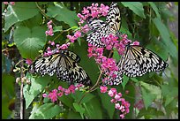 Butterflies and flowers, Sentosa Island. Singapore (color)