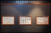 Butterfly exhibit, Sentosa Island. Singapore ( color)