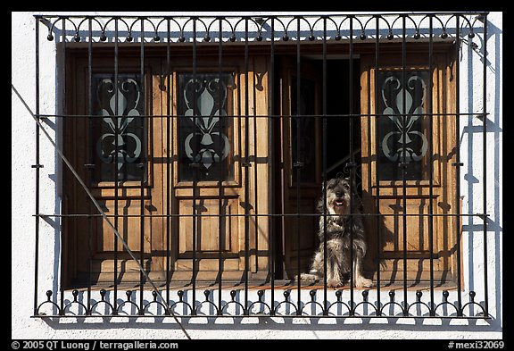 Window with forged metal grid and dog, Tlaquepaque. Jalisco, Mexico