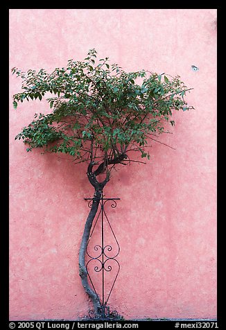 Wall and tree, Tlaquepaque. Jalisco, Mexico