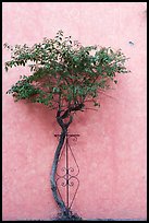 Wall and tree, Tlaquepaque. Jalisco, Mexico