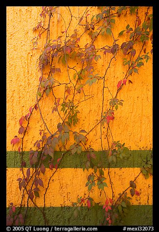 Wall and plant, La Posada bed and breakfast, Tlaquepaque. Jalisco, Mexico