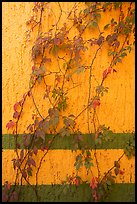 Wall and plant, La Posada bed and breakfast, Tlaquepaque. Jalisco, Mexico ( color)