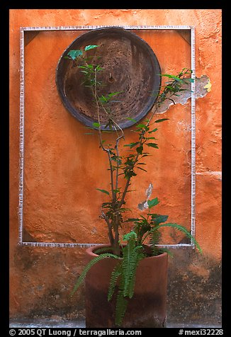 Potted plant and decorative platter on a wall, Puerto Vallarta, Jalisco. Jalisco, Mexico