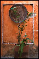 Potted plant and decorative platter on a wall, Puerto Vallarta, Jalisco. Jalisco, Mexico (color)