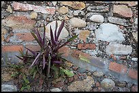 Succulent plant growing out of old wall, Puerto Vallarta, Jalisco. Jalisco, Mexico (color)