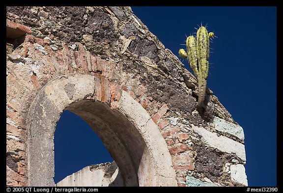 Cactus growing out of ruined house. Guanajuato, Mexico (color)