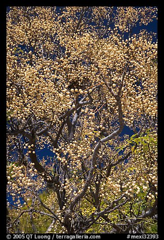 Tree with yellow fruits. Guanajuato, Mexico