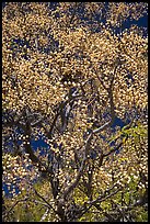 Tree with yellow fruits. Guanajuato, Mexico ( color)