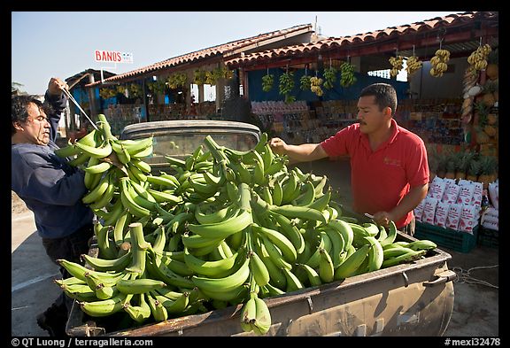 Man unloading bananas from the back of a truck. Mexico (color)