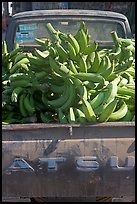 Bananas in the back of a pick-up truck. Mexico (color)