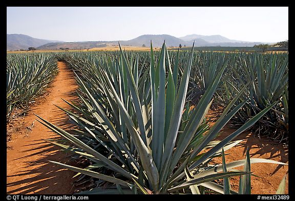 Agave field cultivated to make Tequila. Mexico