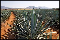 Agave field cultivated to make Tequila. Mexico