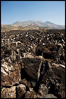 Hardened lava field. Mexico (color)