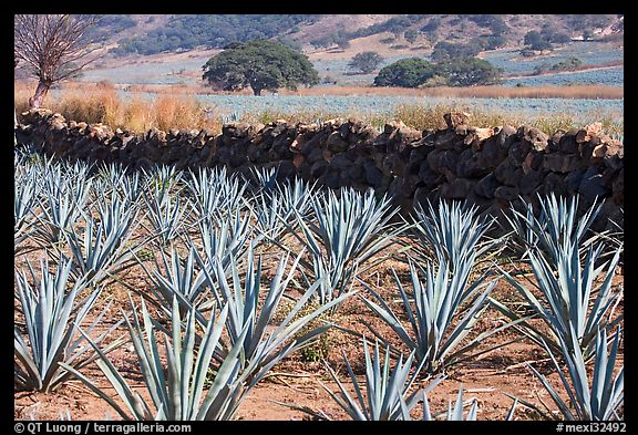 Agave field and volcanic rock wall. Mexico (color)