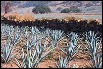 Agave field and volcanic rock wall. Mexico