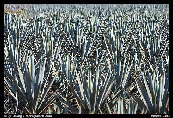 Blue agaves near Tequila. Mexico