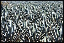 Blue agaves near Tequila. Mexico
