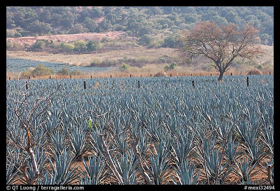 Agave plantation and tree. Mexico