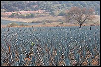 Agave plantation and tree. Mexico