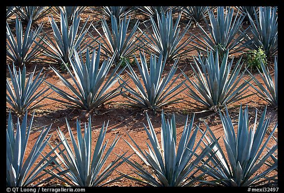 Rows of  blue agaves near Tequila. Mexico (color)