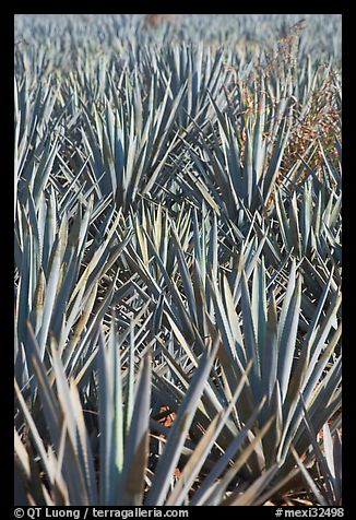 Dense rows of blue agaves. Mexico (color)