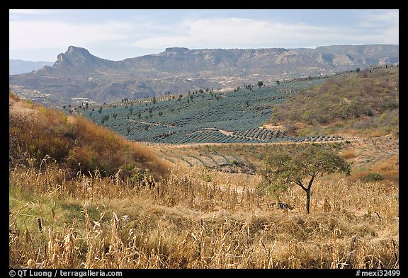 Rural landscape with grasses and agave field. Mexico