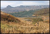 Rural landscape with grasses and agave field. Mexico (color)