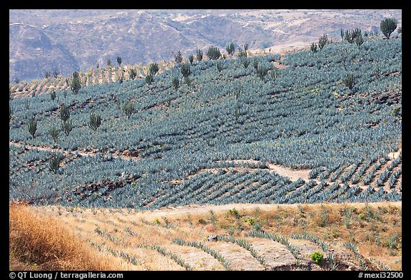 Agave field on rolling hills. Mexico