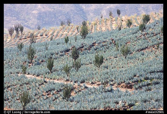 Cactus amongst agave field. Mexico