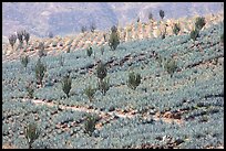 Cactus amongst agave field. Mexico