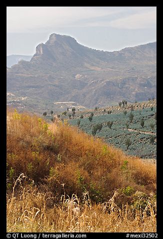 Grasses, agaves, and mountains. Mexico