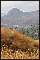 Grasses, agaves, and mountains. Mexico