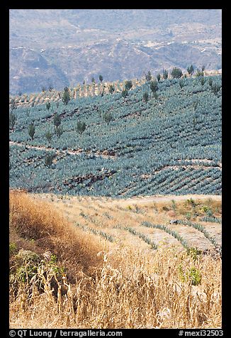 Blue agave field on hillside. Mexico (color)