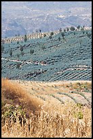 Blue agave field on hillside. Mexico