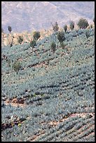 Cactus amongst blue agaves. Mexico