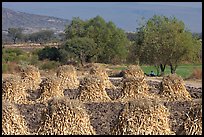 Stacks of corn hulls. Mexico ( color)