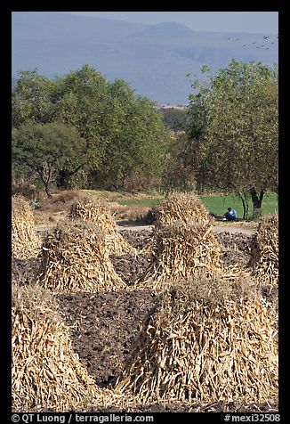 Man sitting beneath a tree near a field with stacks of corn hulls. Mexico (color)
