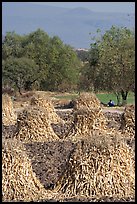 Man sitting beneath a tree near a field with stacks of corn hulls. Mexico