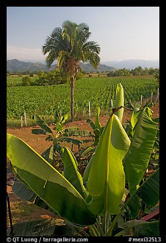 Banana trees, palm tree, and tobbaco field. Mexico (color)