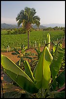 Banana trees, palm tree, and tobbaco field. Mexico ( color)