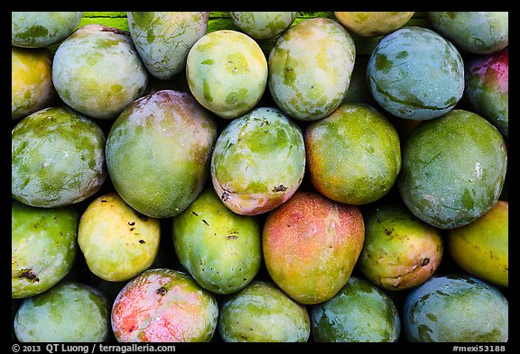 Mango fruit. Baja California, Mexico