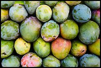 Mango fruit. Baja California, Mexico (color)