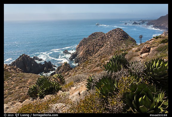 Succulent plants and Pacific coastline. Baja California, Mexico