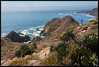 Succulent plants and Pacific coastline. Baja California, Mexico ( color)