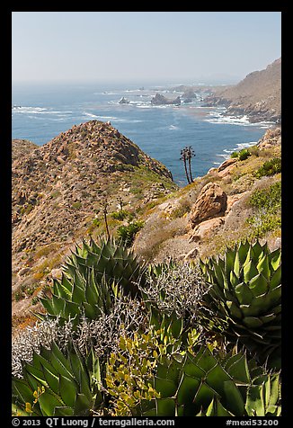 Succulents and rocky coastline. Baja California, Mexico