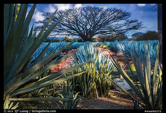 Blue agaves and pictures of agave landscape. Cozumel Island, Mexico