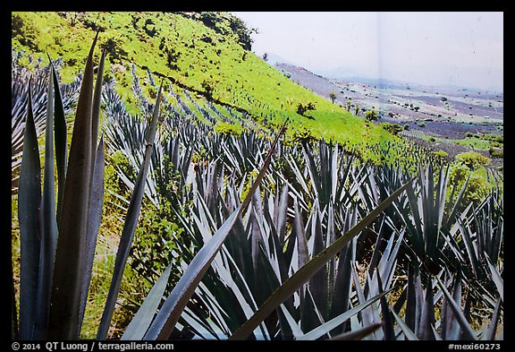 Agaves and pictures of landscape. Cozumel Island, Mexico (color)